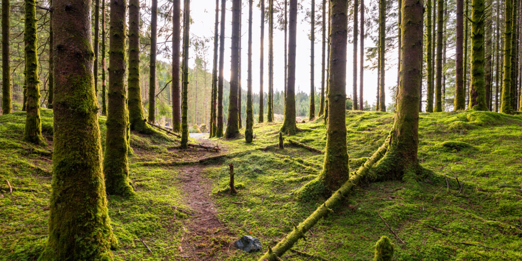 a trail out from a forest 2023 11 27 05 08 38 utc