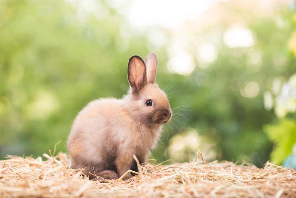 cute animal pet rabbit or bunny white or brown color for easter in natural easter celebration